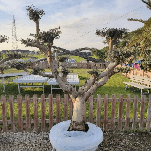 Quanto Costa un Olivo Bonsai